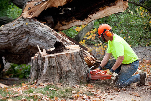 How Our Tree Care Process Works  in  Willard, UT